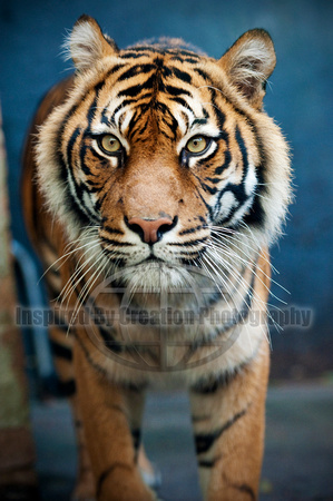 Sumatran Tiger, Taronga Zoo, NSW