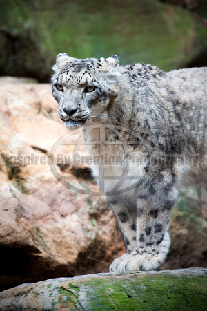 Snow Leopard, Taronga Zoo, NSW