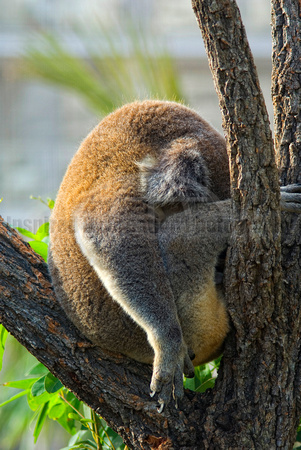 Koala, Sydney Wildlife World, NSW