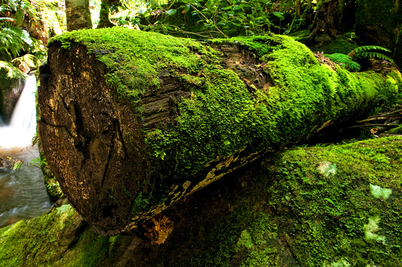 Mossy Log, Blue Mountains, NSW